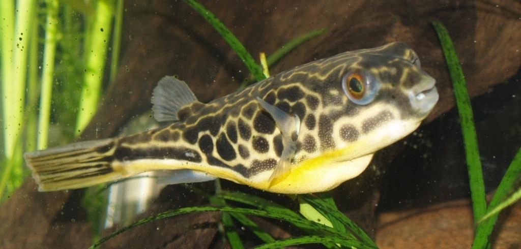 photo of a juvenile Mbu pufferfish
