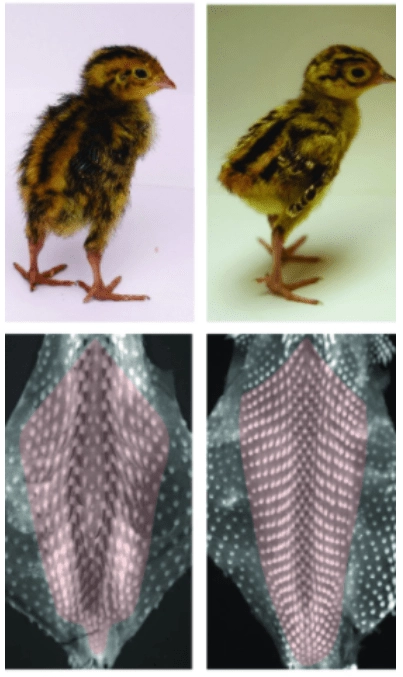 Illustration of the placement of feather on a quail