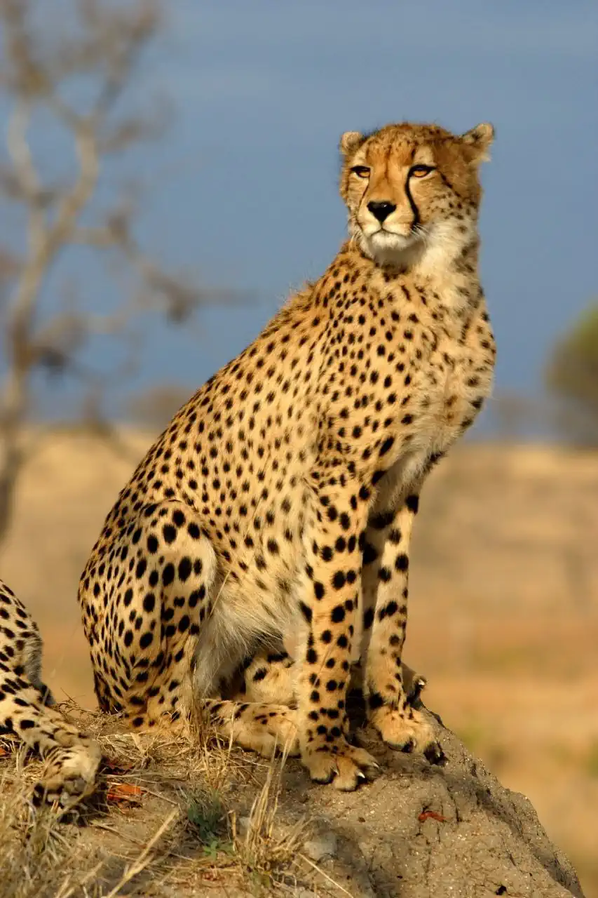 Photo of a cheetah