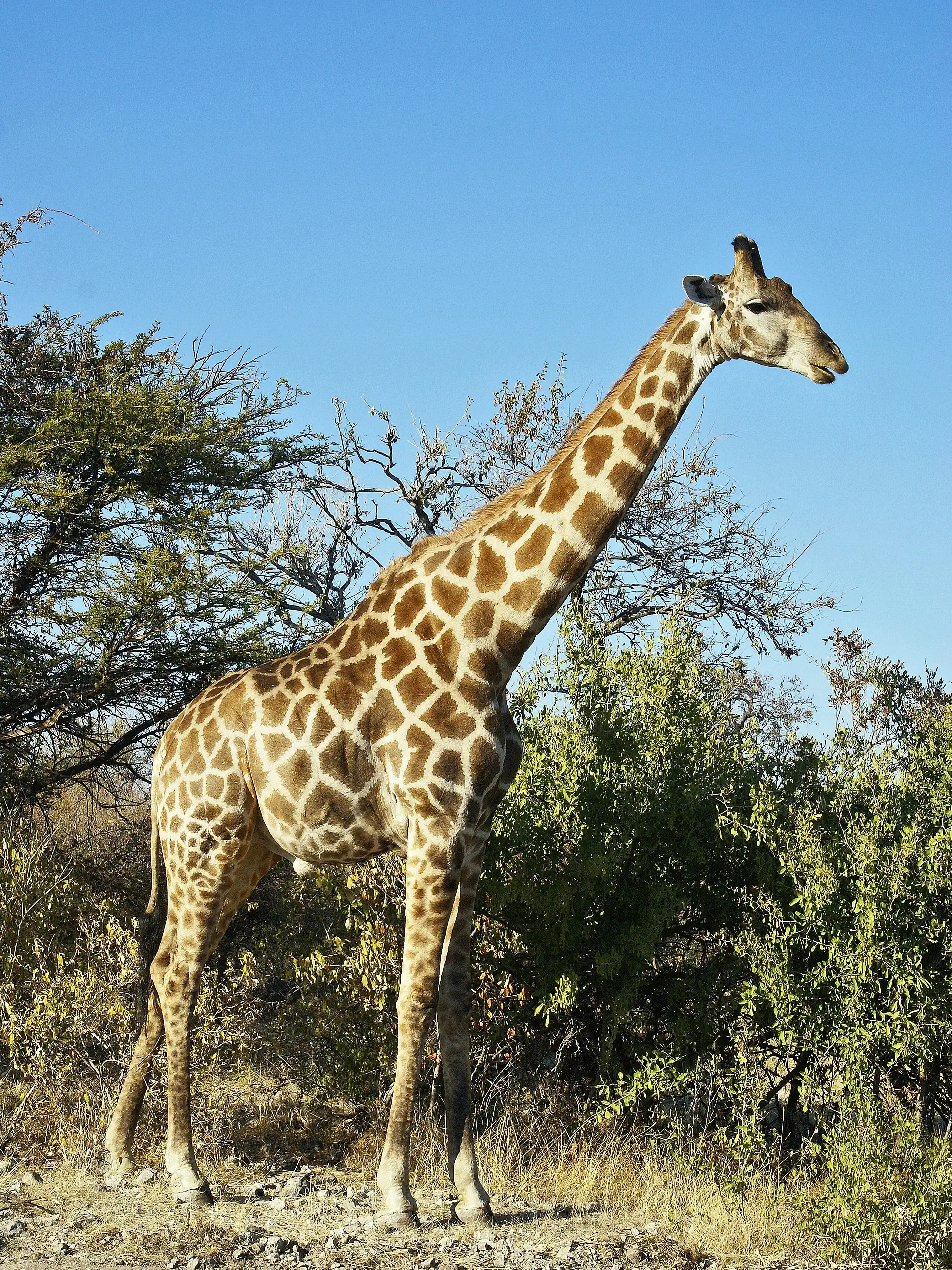 Photo of a girafe
