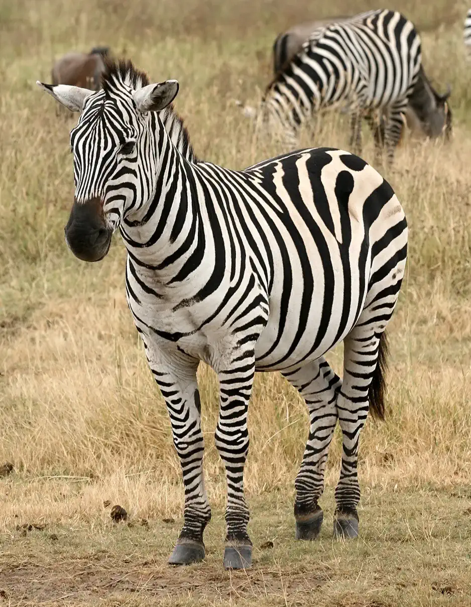 Photo of a zebra